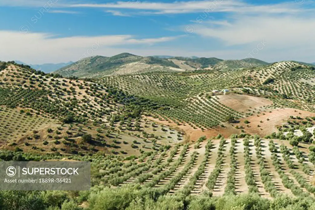Olive trees, Andalucia, Spain