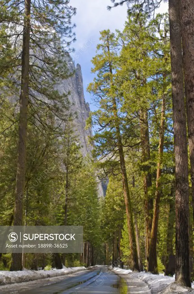 Treelined rural road, Yosemite National Park, USA