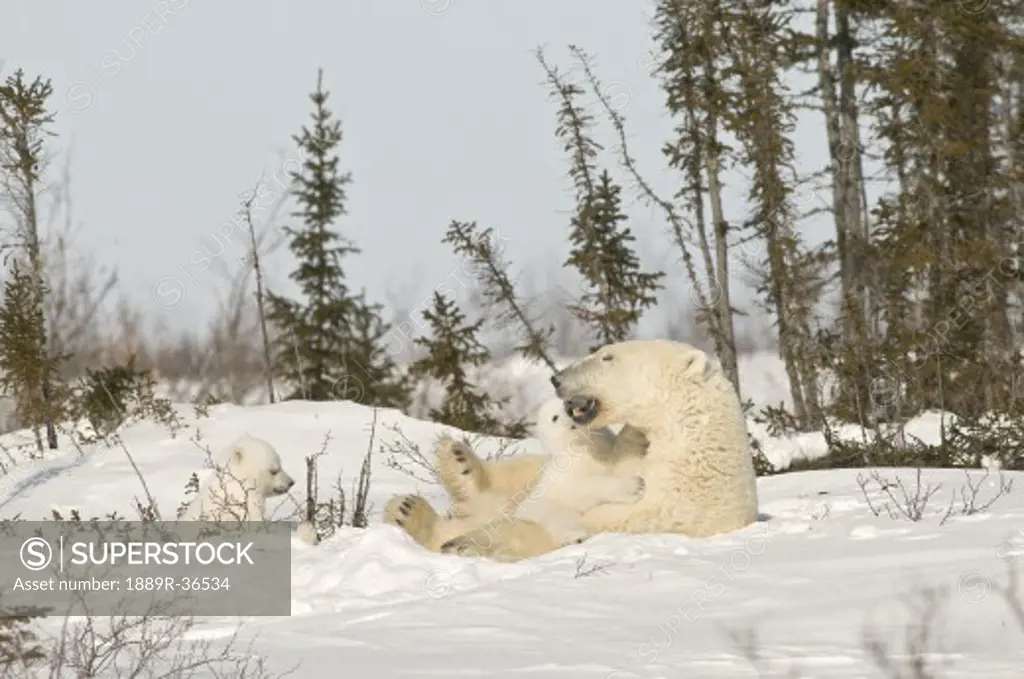 Polar Bear with cub in snow
