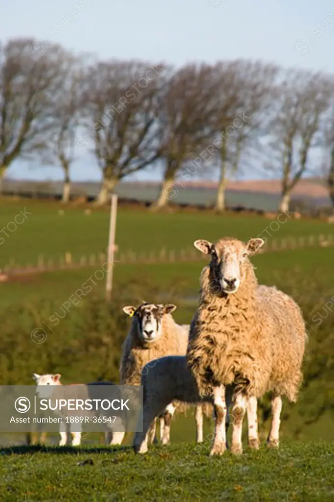 Sheep, Lake District, Cumbria, England, Europe