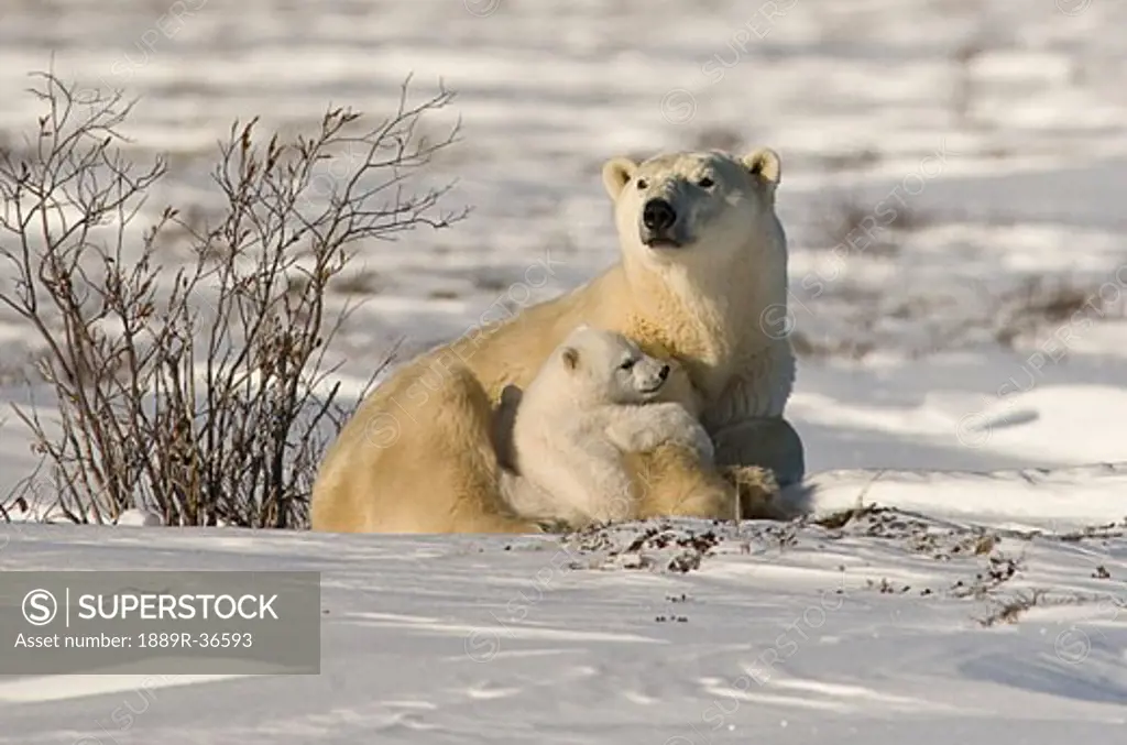 Polar bear with cub, Watchee, Churchill, Canada