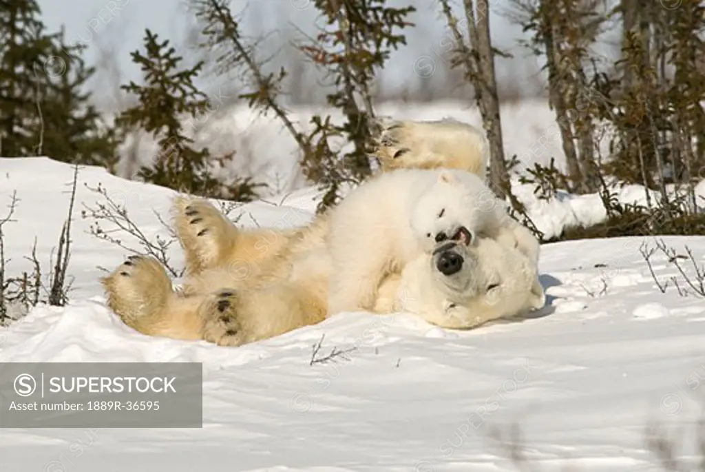 Polar Bear rolling with cub in snow, Watchee, Churchill, Canada