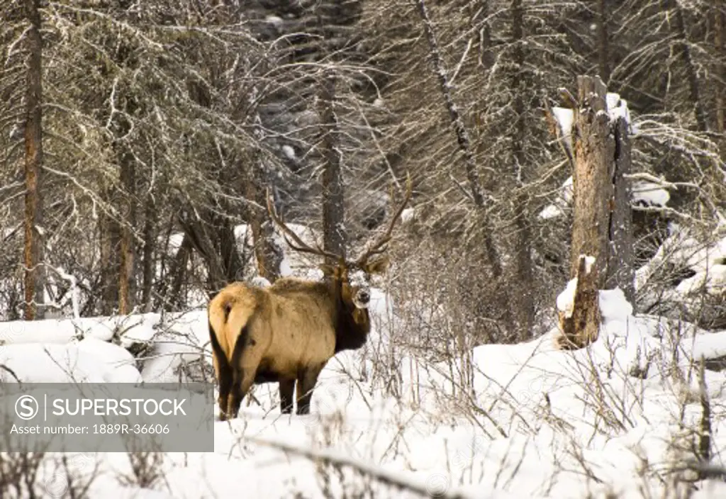 Elk in winter forest, Banff National Park, Alberta, Canada