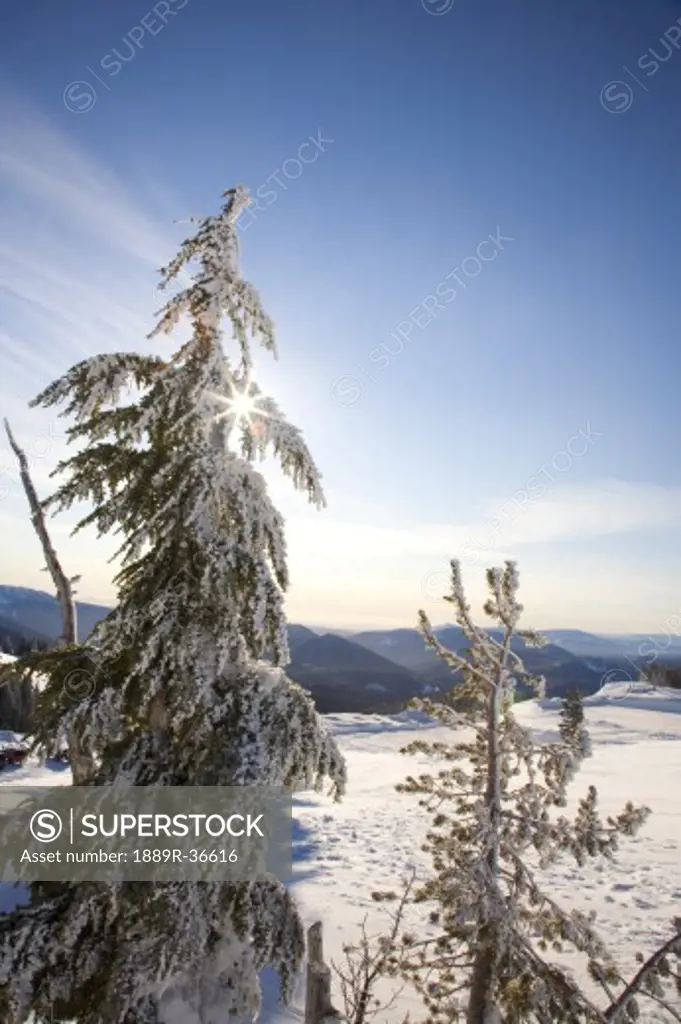 Trees in winter landscape at Mount Hood, Oregon, USA