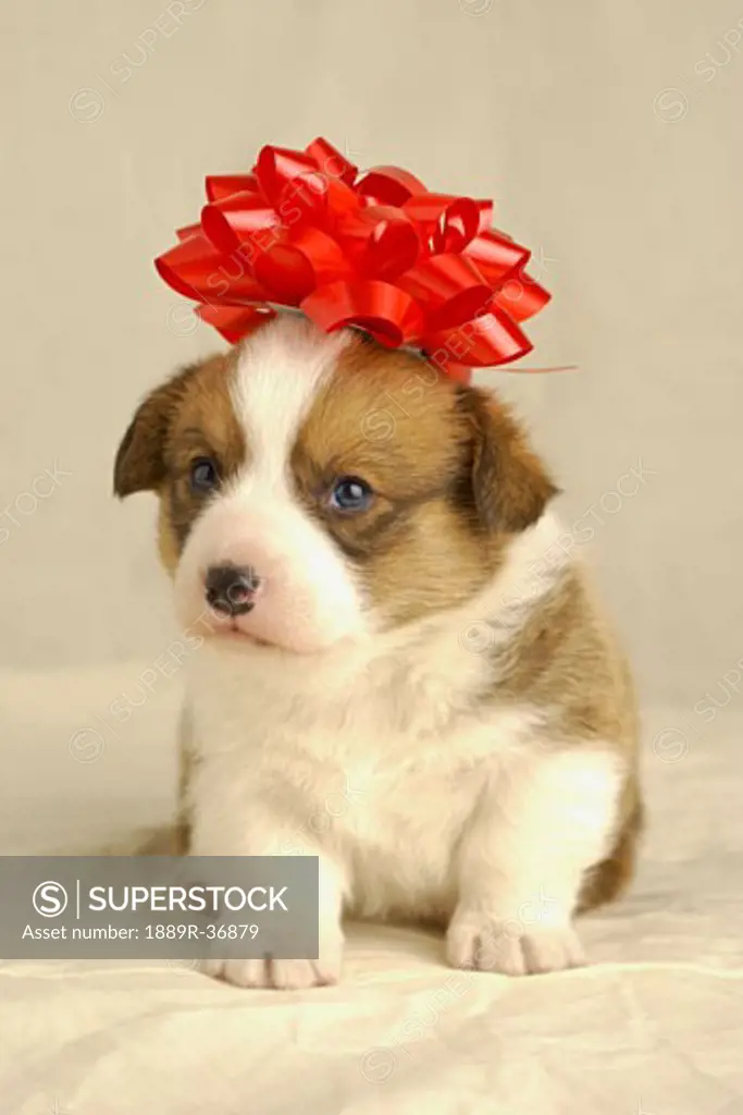 Puppy wearing a red bow