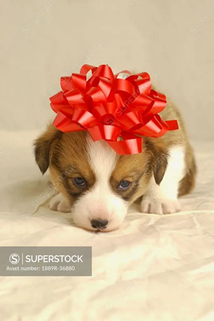 Puppy wearing a red bow