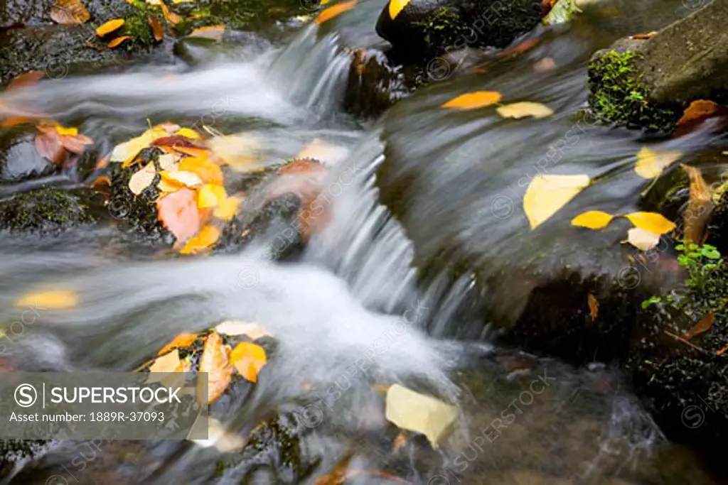 Fall leaves in rushing water