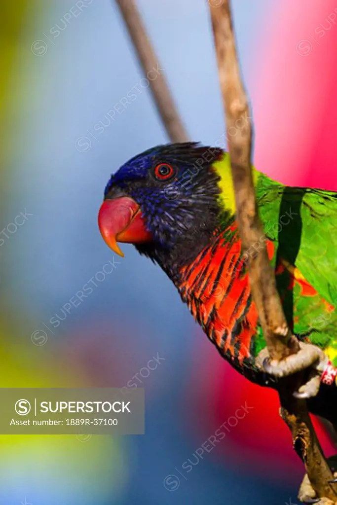 Green-Naped Lorikeet from New Guinea