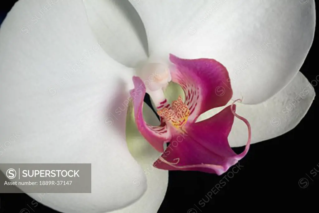 Close up of an orchid