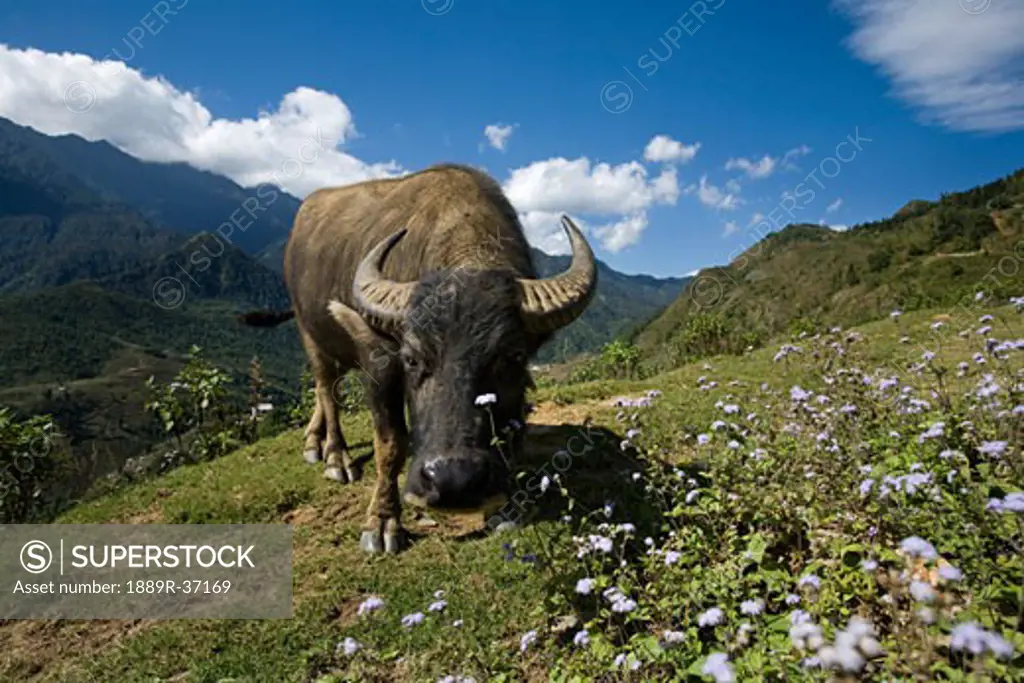 A water buffalo in Sapa, Northern Vietnam, Hoang Lien Son mountain range