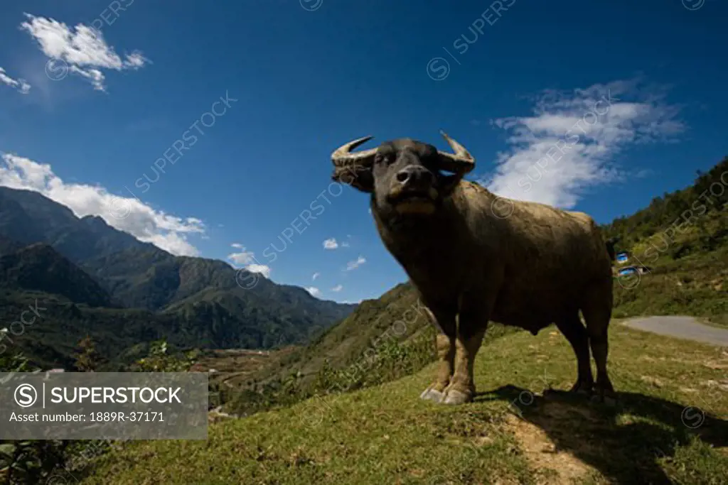 Water Buffalo, outide the village of Sapa, Northern Vietnam