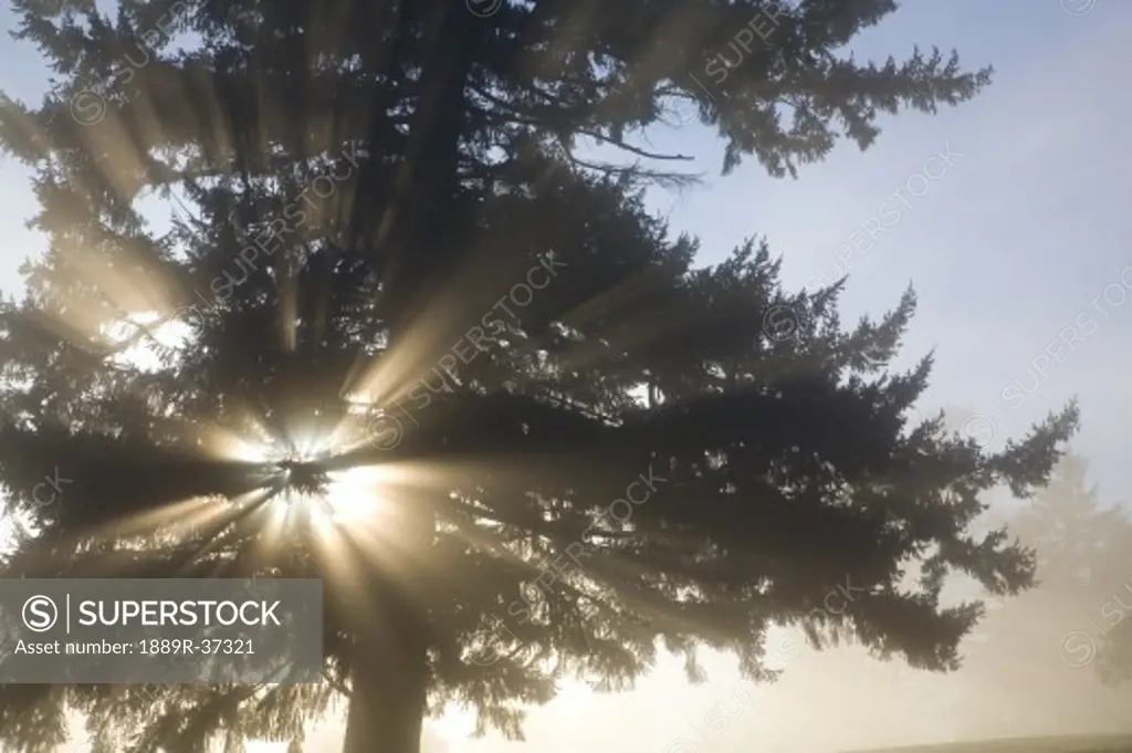 Sun shining through fog and trees, Willamette Valley, Oregon, USA
