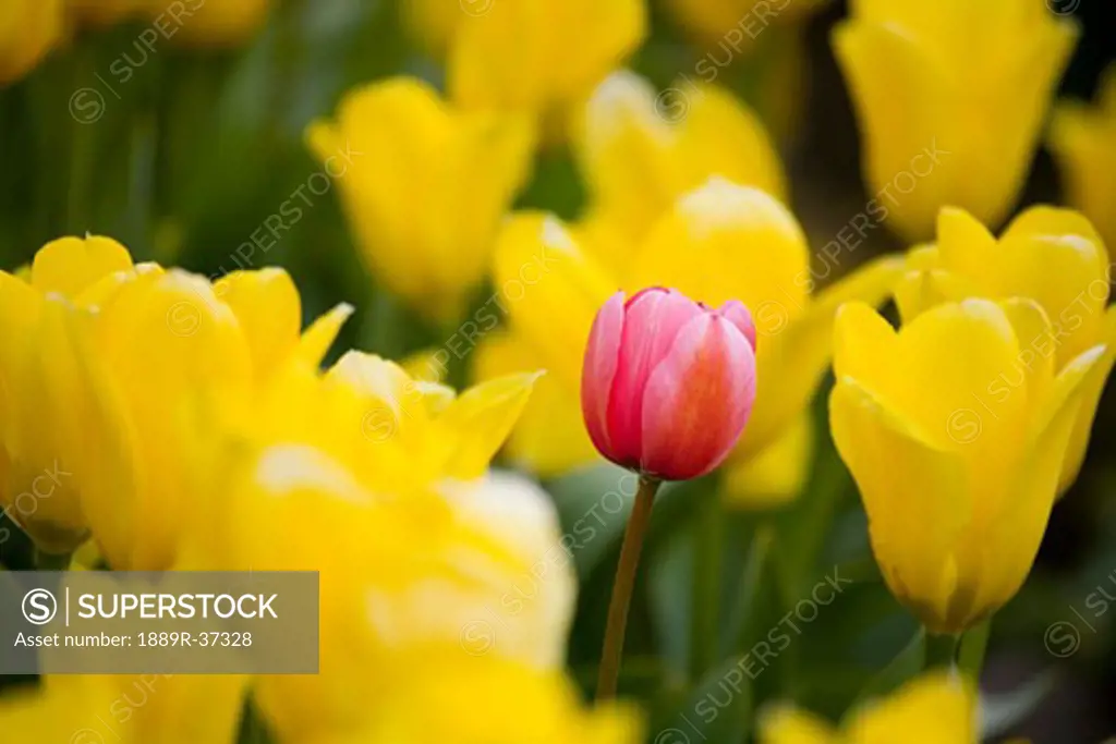 Pink tulip among yellow tulips