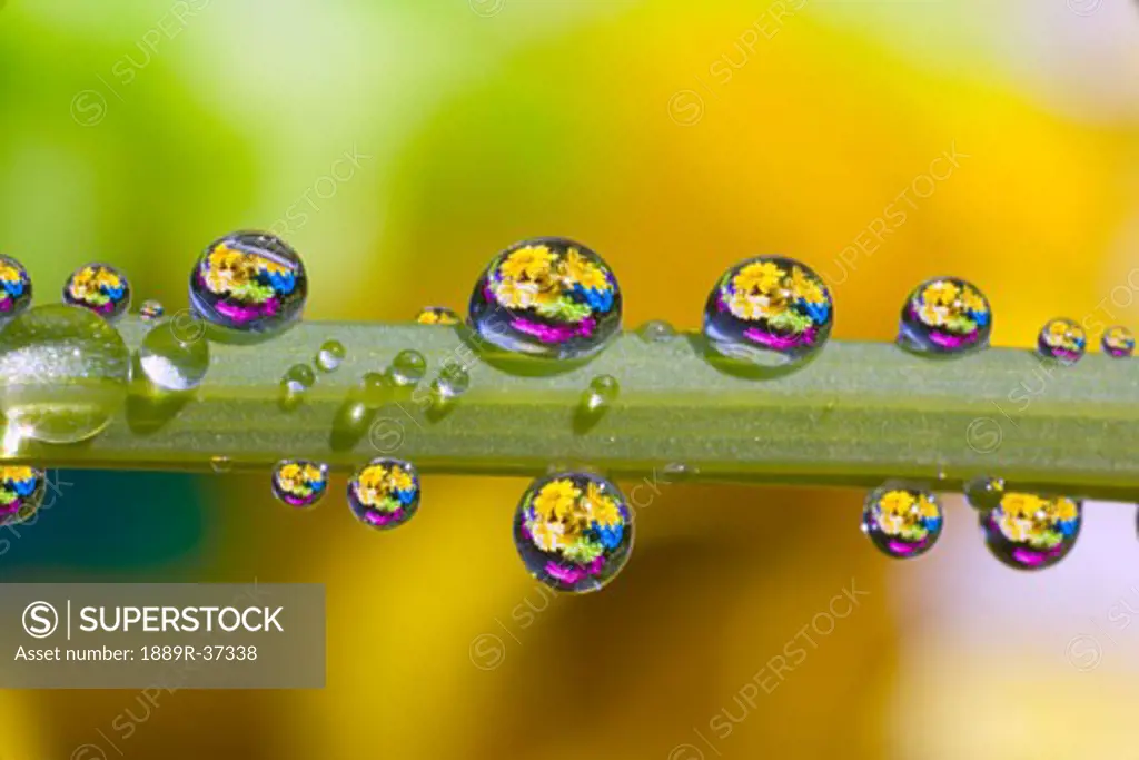 Water drops on a flower stem