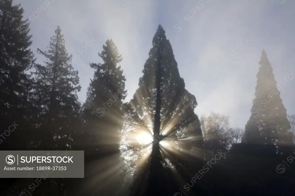 Sun shining through trees and fog,  Willamette Valley, Oregon, USA