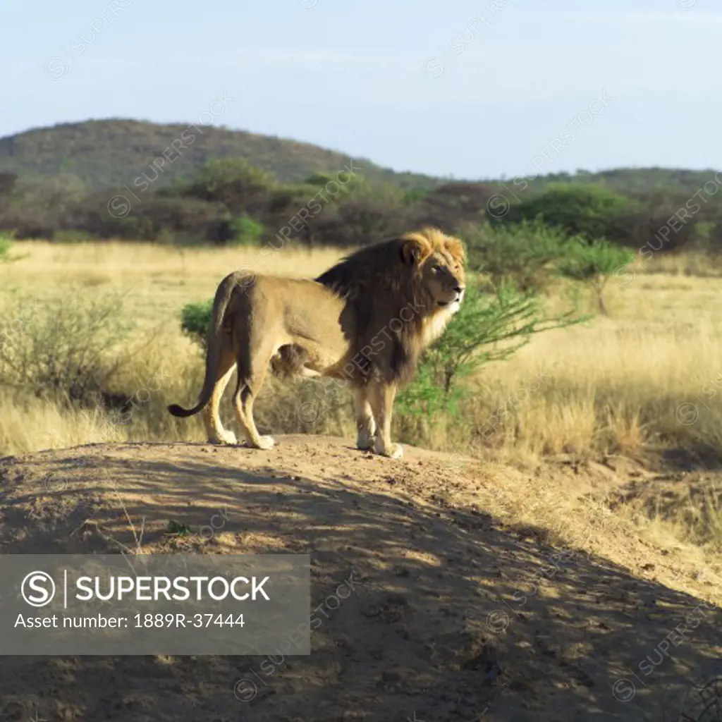 Lion, Namibia, Africa
