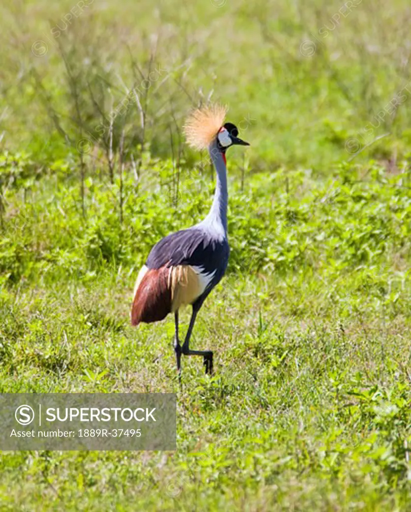 (Balearica regulorum regulorum) South African Crowned Crane  