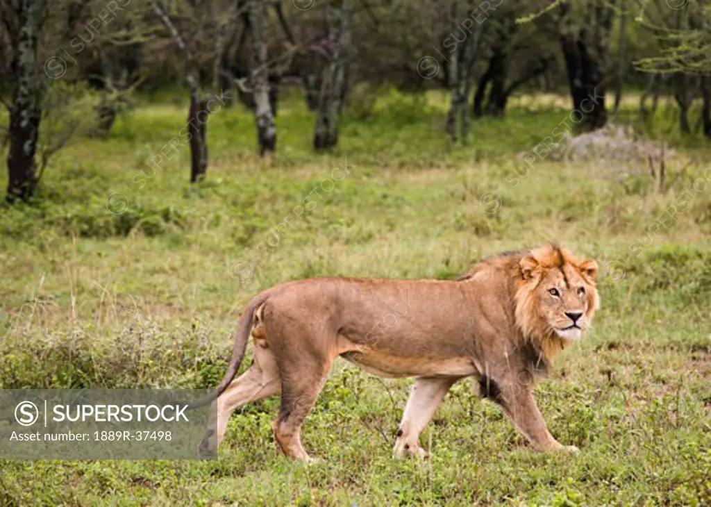 Male lion (Panthera leo)  