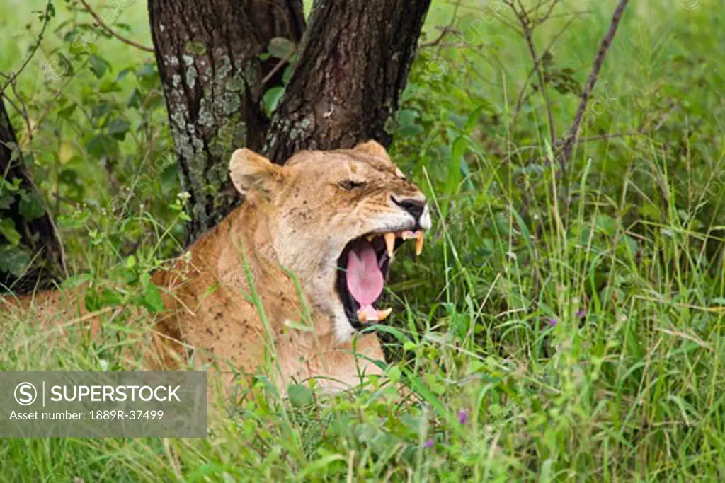 Lioness showing teeth  