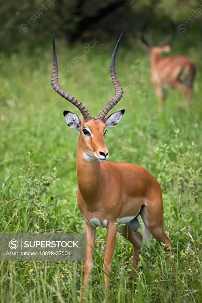 Portrait of impala, Serengeti National Park, United Republic of Tanzania  