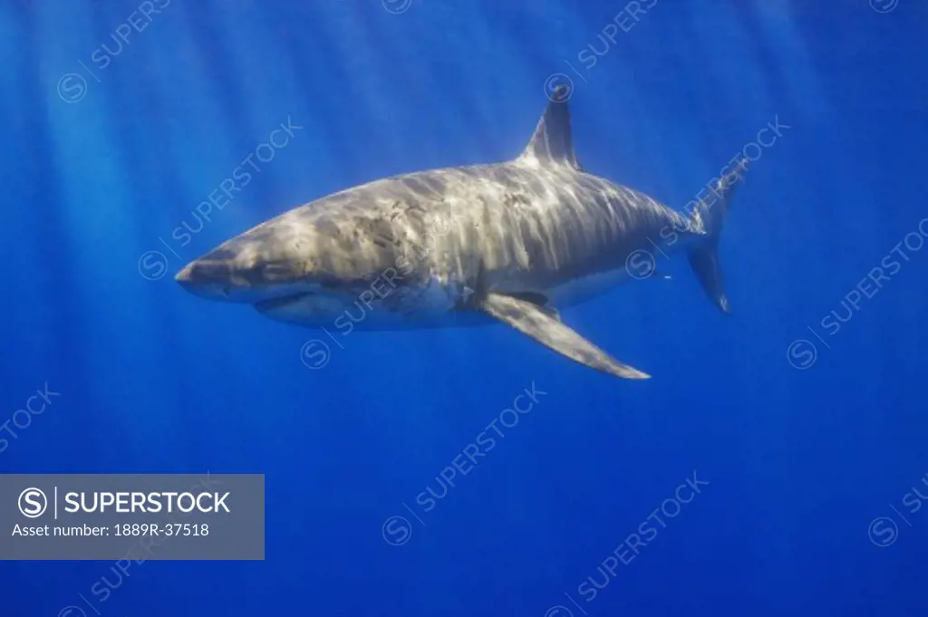 Great white shark (Carcharodon carcharias)  