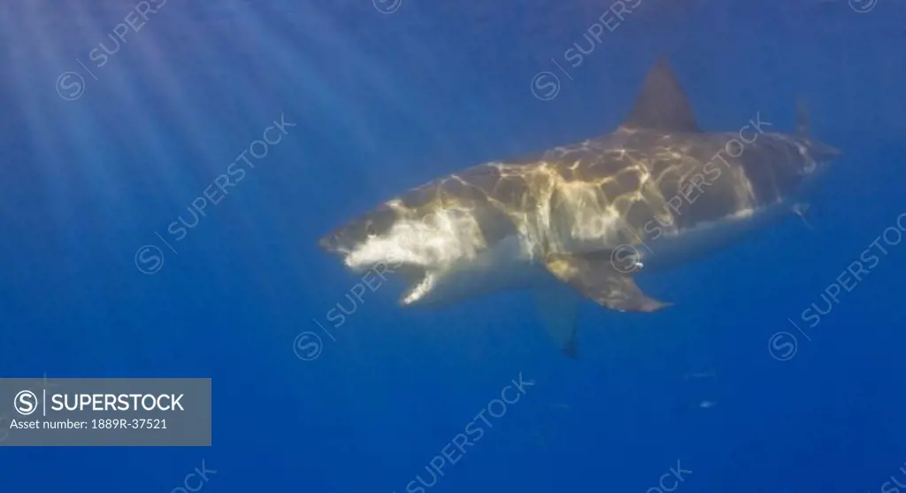 Great white shark (Carcharodon carcharias)  