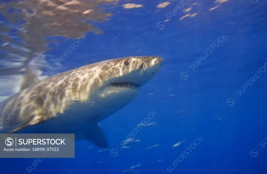 Great white shark   