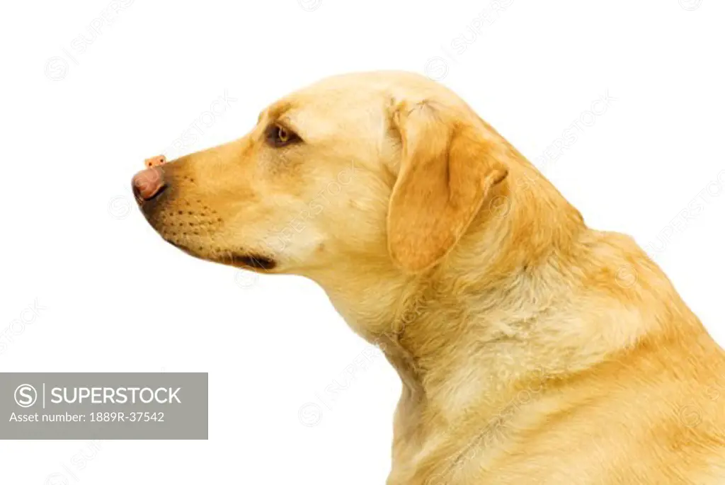 Labrador Retriever with a dog treat