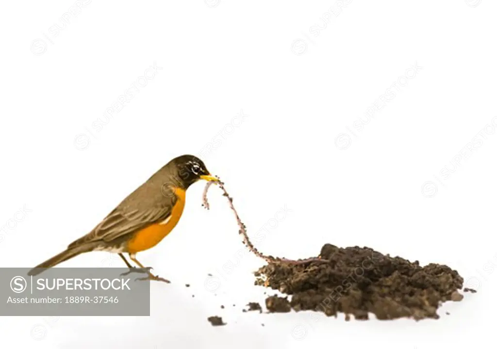 A robin catching a worm