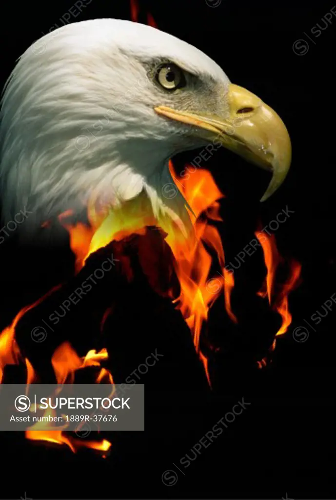 Head of a bald eagle over fire