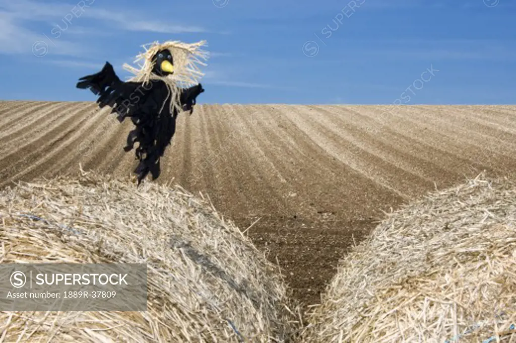 Scarecrow In A Field