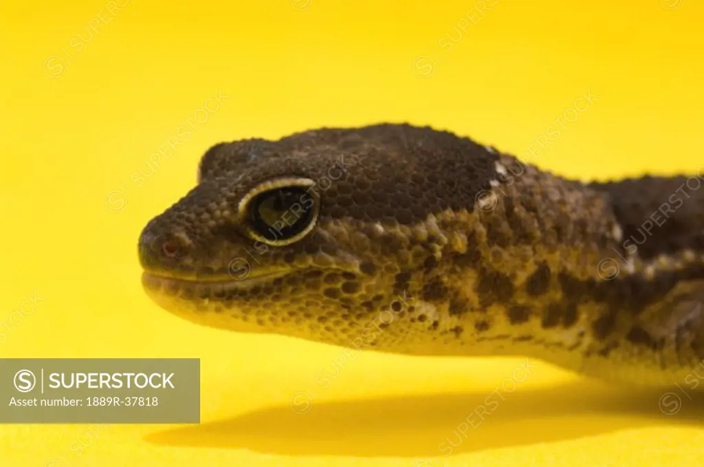 Close Up Of African Fat-Tailed Gecko On Yellow