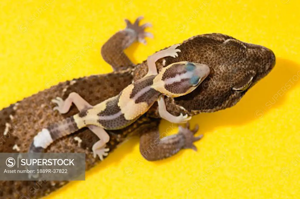 Adult And Baby Gecko