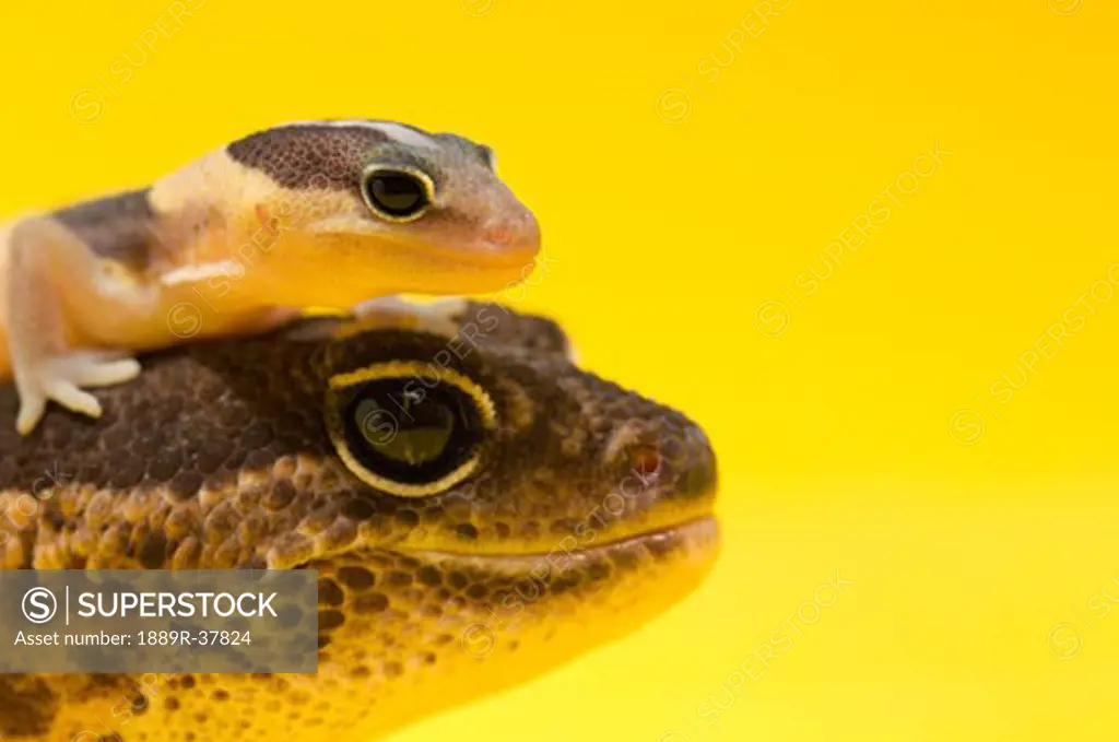 Adult And Baby Gecko