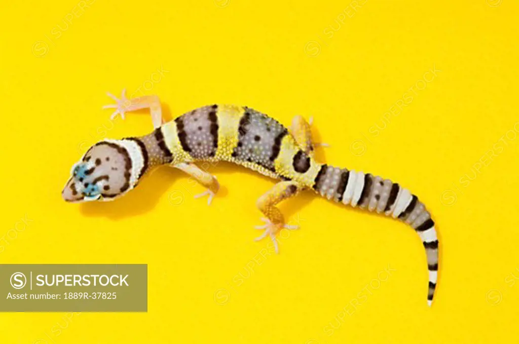 Baby Leopard Geckos On Yellow