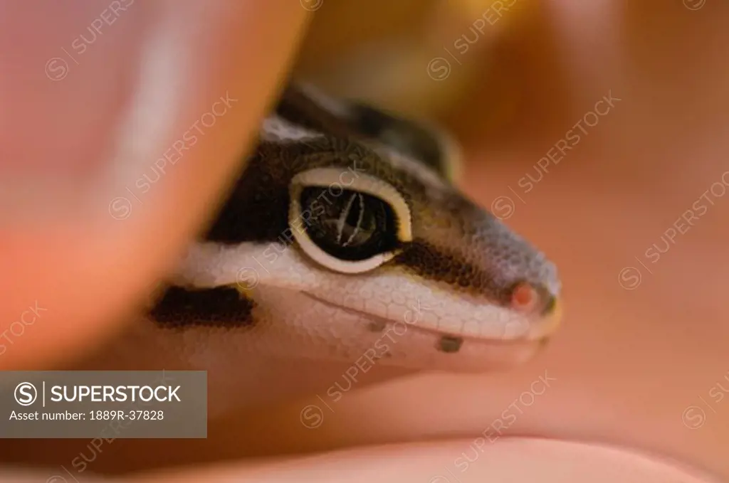 A Baby Leopard Gecko Being Held