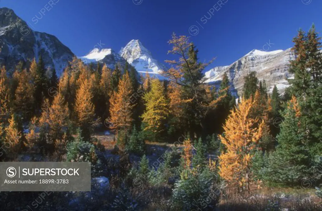 Autumn forest and mountain range