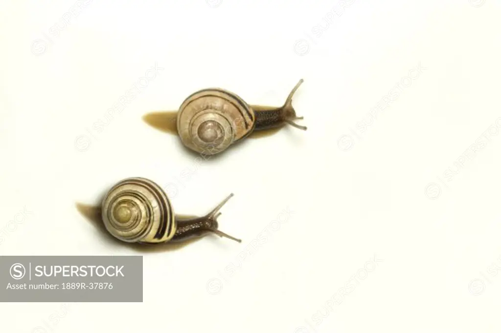 Two garden snails  