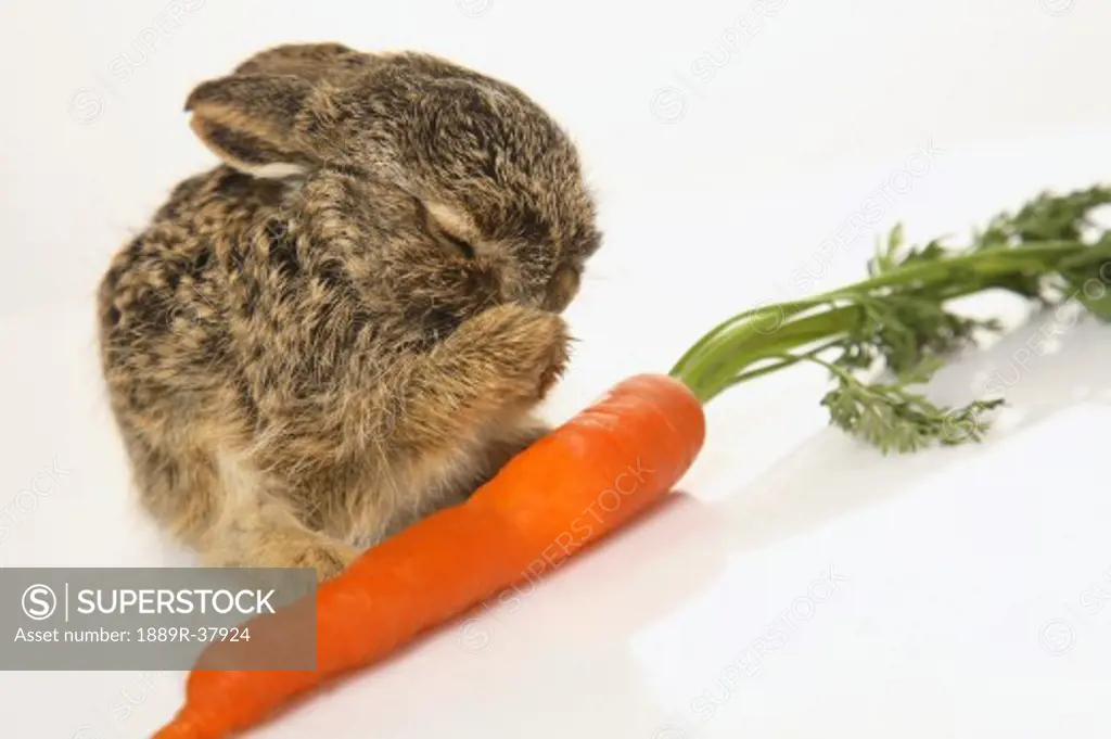 A baby rabbit with a carrot