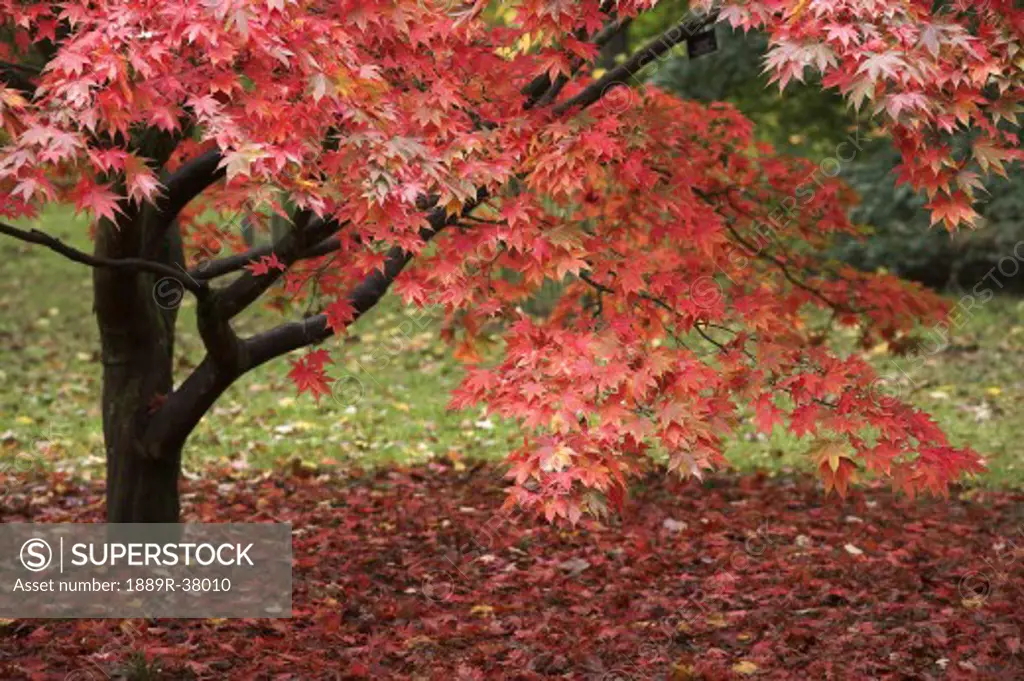 A Red Acer Tree