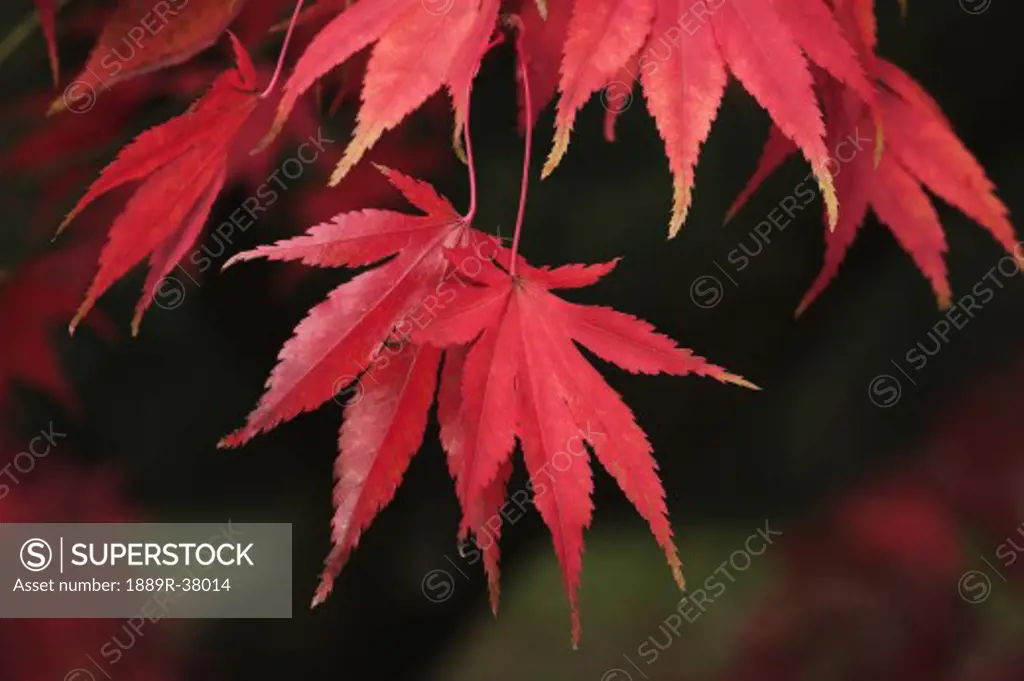 Red Acer Leaves