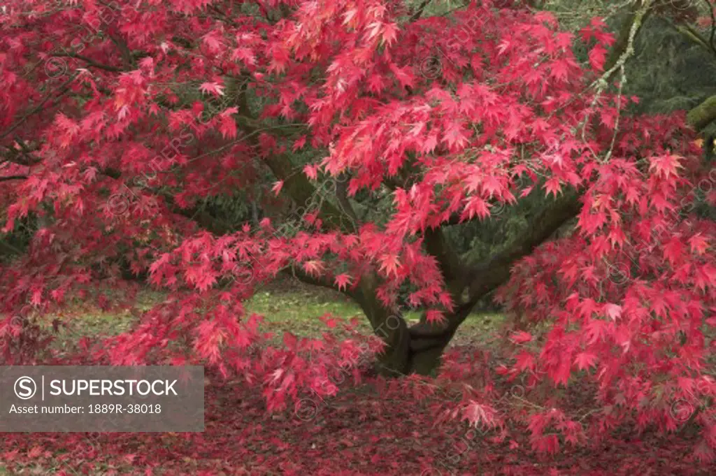 Red Acer Tree  