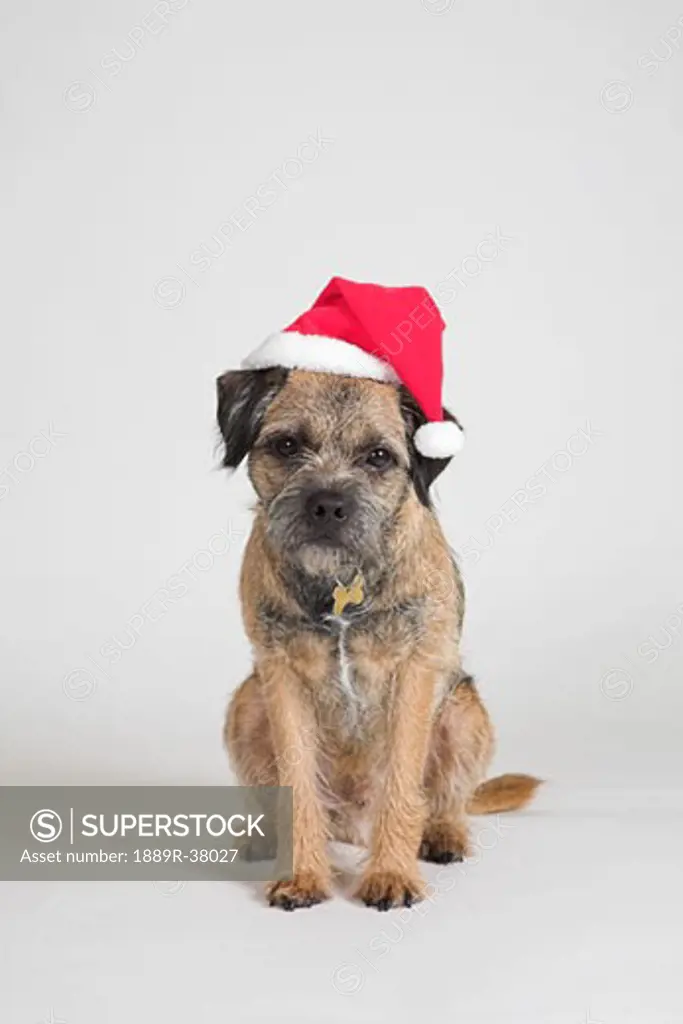 Border Terrier Wearing A Santa Hat