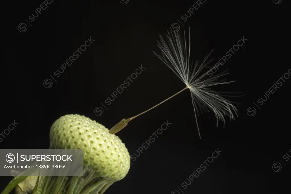 A dandelion seed