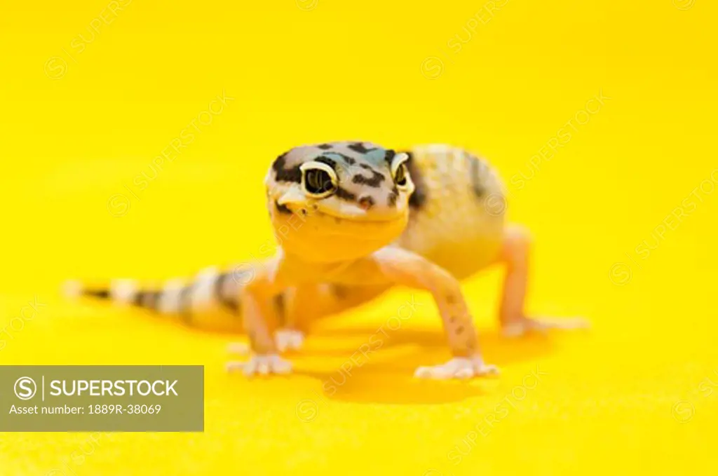 Baby Leopard Gecko