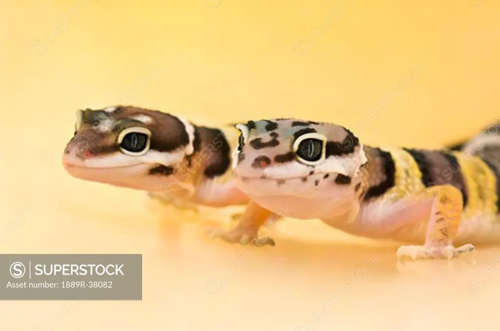 Baby Leopard Geckos
