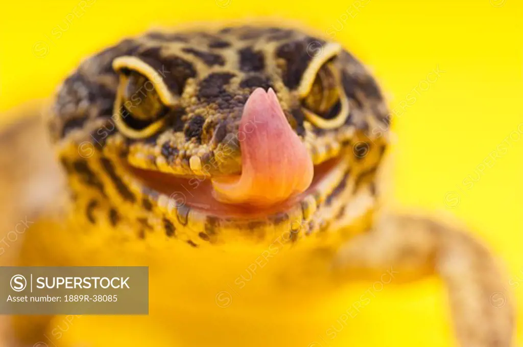 Adult Leopard Gecko Licking Lips