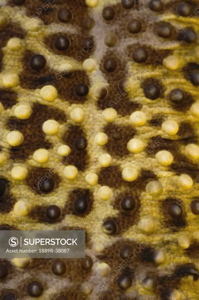 Close Up Of Leopard Gecko Skin Patterns