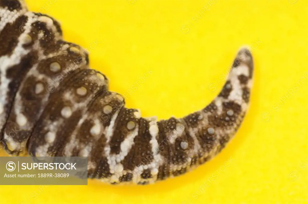 Adult Leopard Gecko tail