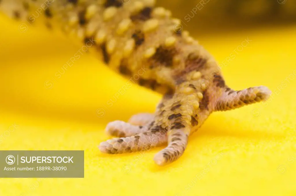 Adult Leopard Gecko foot